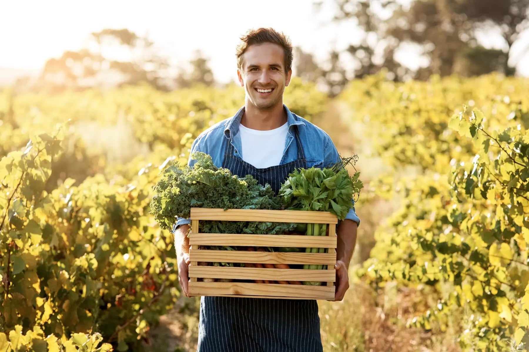 Meal plan for weight loss starts with fresh organic vegetables harvested by a smiling farmer in a sunny field.