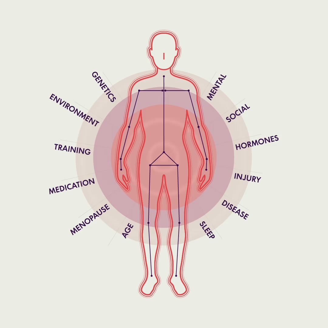 Animation of BOD body composition model with data points